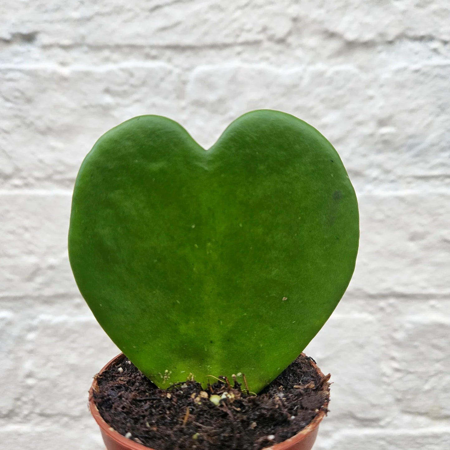 Hoya kerrii (Sweetheart plant)