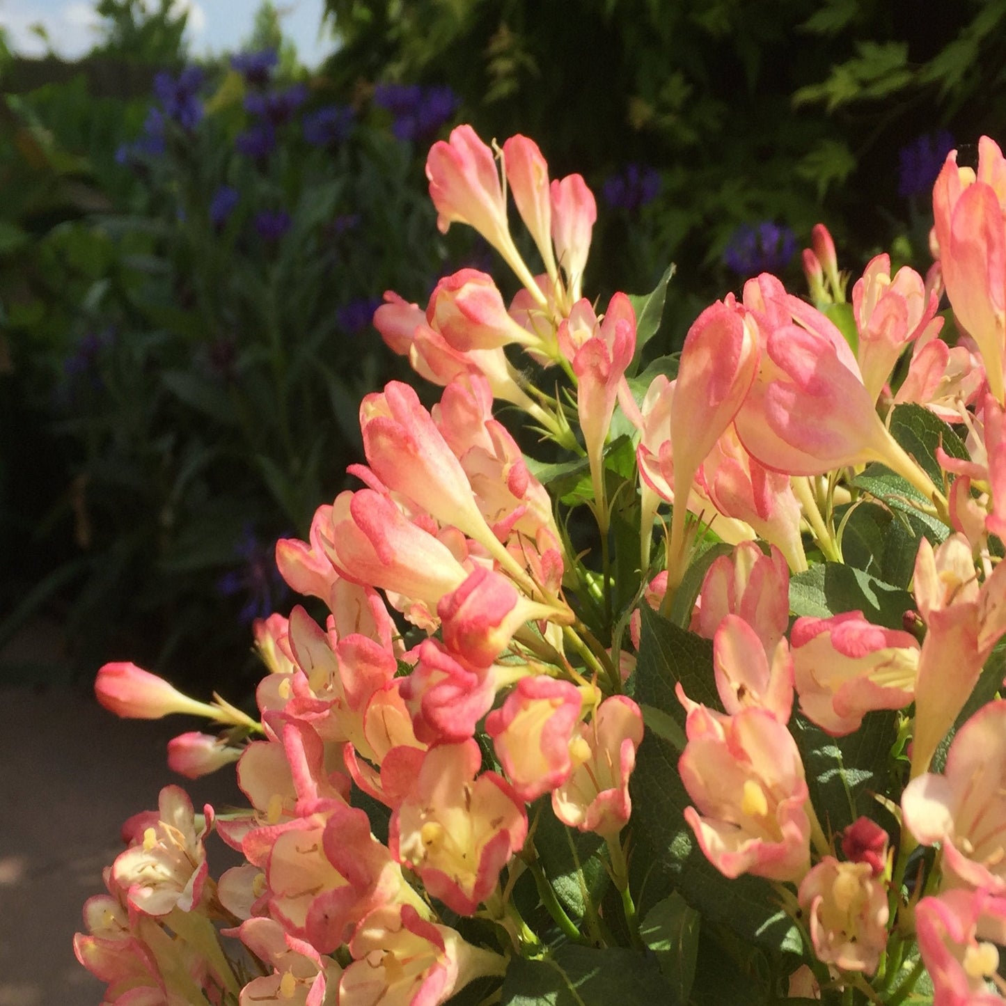 Weigela 9cm 3 x Mixed