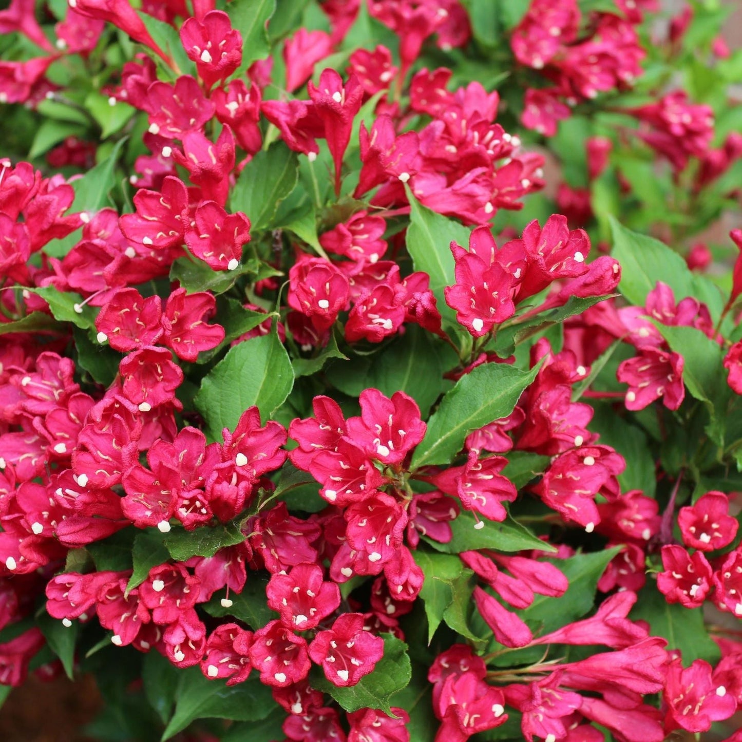 Weigela 9cm 3 x Mixed